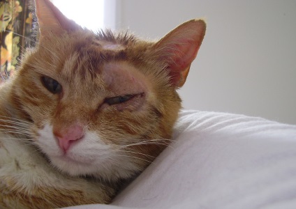 Cum să tratezi un ochi la o pisică acasă - ochii unei pisici sunt mai degrabă decât vindecați și clătiți