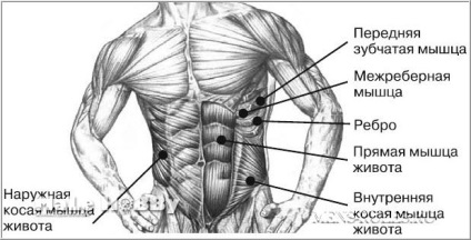 Cum să pompiți mușchii abdominali drepți, exteriori, oblici, laterali și transversali, cum să pompi partea inferioară