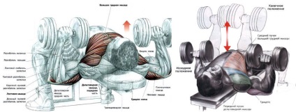 Cum să vă pompi mâinile și exercițiile