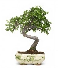 Cum să înveți să faci copaci artificiale de bonsai pitic și să-ți deschizi propria afacere