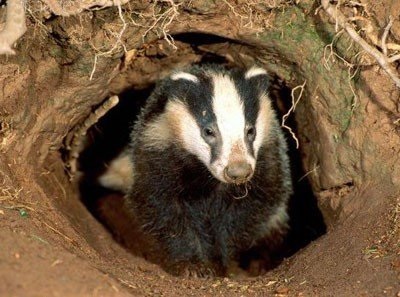 Cum să găsești un badger în pădure