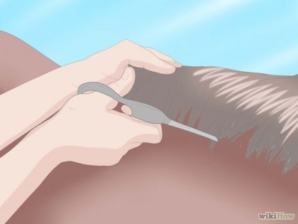 Cum să legați coama unui cal cu un cauciuc