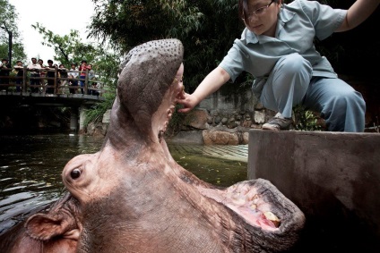 Cum să vă spălați dinții cu un hipopotam, știri de fotografie