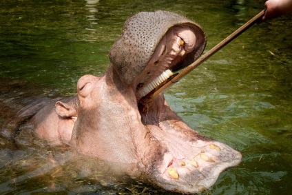 Cum să vă spălați dinții cu un hipopotam, știri de fotografie