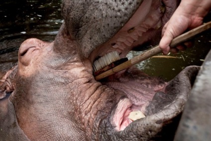 Cum să vă spălați dinții cu un hipopotam - sursa de bună dispoziție