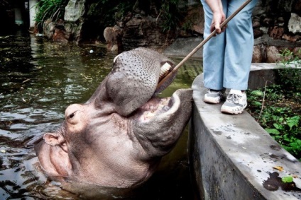 Cum să vă spălați dinții cu un hipopotam - sursa de bună dispoziție