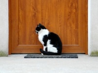 Cum să ajuți o pisică să se adapteze la o nouă casă - 