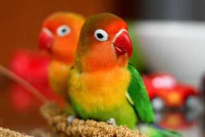 Cum să înțelegeți gesturile înfricoșătoare ale papagalilor