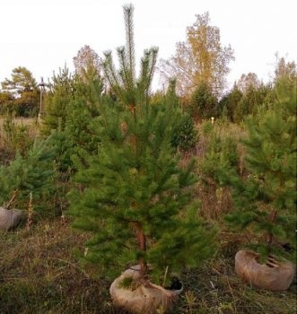 Cum de a planta (transplant) de pin în zona suburbană pe care pin este potrivit pentru plantare