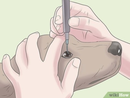 Cum să preveniți formarea petelor de la lacrimi la câini