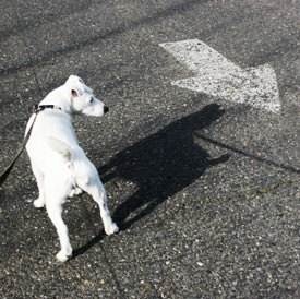 Cum să-i obișnuiesc pe câine pe stradă care se mișcă în curte și de creștere - viața mea