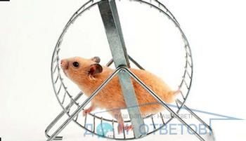 Cum sa obisnuiesti un hamster pe o roata alergata - raspunsuri si sfaturi cu privire la intrebarile tale