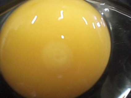 Modul în care puiul se dezvoltă în ou este o vedere uimitoare! Lumea femeilor