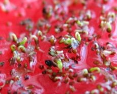 Cum se colectează semințele de petunie 1