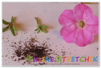Cum de a colecta semințe de petunia terry - video și fotografie