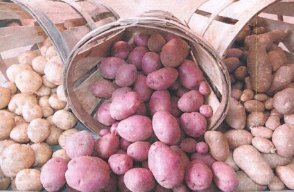 Cum să crești cartofi delicioși - grădini din Siberia