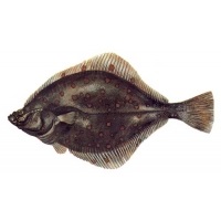 Flounder - proprietăți utile și beneficii, vătămări și contraindicații