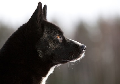 Karelian câine urs 