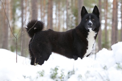 Karelian câine urs 