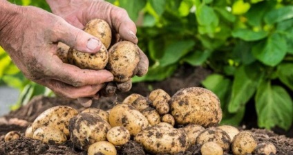 Cartofi (suc, fiert) proprietăți utile și contraindicații