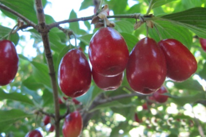 Rădăcini de plantare, cultivare, îngrijire