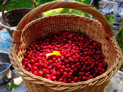 Rădăcini de plantare, cultivare, îngrijire