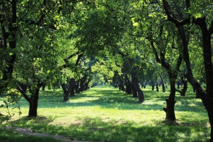 Kolomenskoye - o insulă de paradis într-o metropolă zgomotoasă, un club de turisti turistici lukas