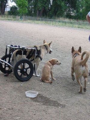 Cine are nevoie de caini cu handicap?