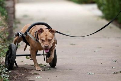 Kinek kell a kutyák a fogyatékkal élő