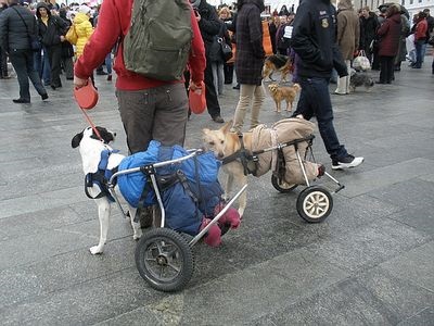 Cine are nevoie de caini cu handicap?