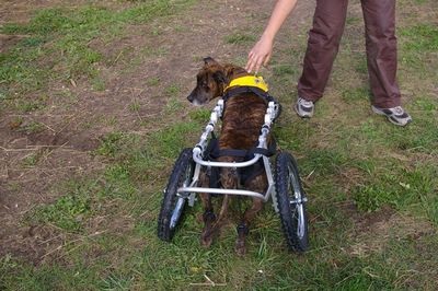 Cine are nevoie de caini cu handicap?