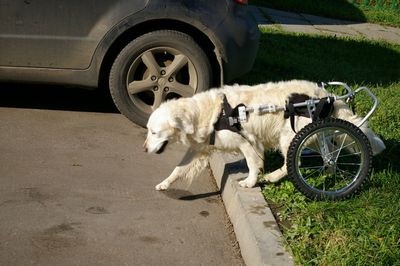 Cine are nevoie de caini cu handicap?