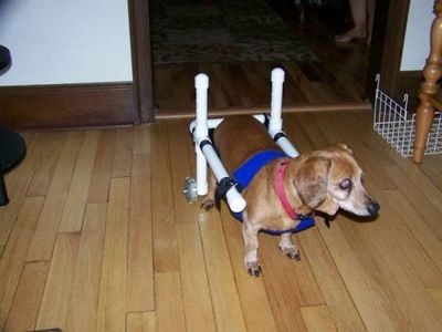 Kinek kell a kutyák a fogyatékkal élő