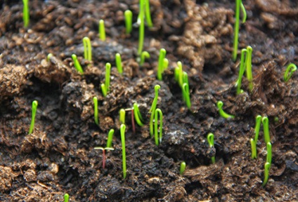 Coriandru cultivat din semințe în țară și acasă