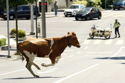 Vaca a dispărut din locul accidentului
