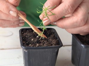 Kohia cultivare din semințe atunci când plantate