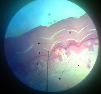 Piele și derivații acesteia - metodiță în histologie - histologie generală