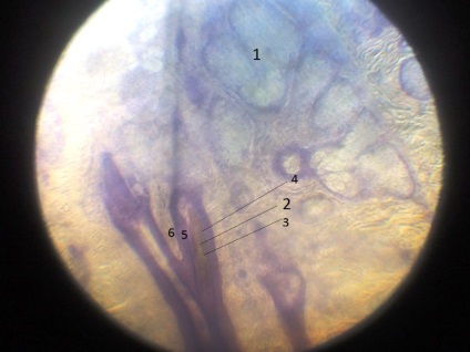 Piele și derivații acesteia - metodiță în histologie - histologie generală