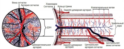 Alimentarea cu sânge a retinei - arterele și venele, trunchiurile principale