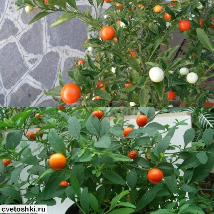 Cubaneză cireșă sau fotografie peppery de nisip, îngrijire la domiciliu