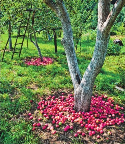 Unde să punem merele căzute