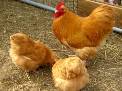 Csirke farm felfedezés, a megtérülési idő, az értékesítési szervezet