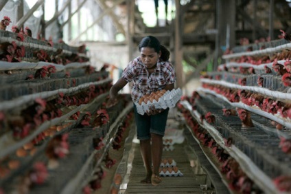 Csirke farm felfedezés, a megtérülési idő, az értékesítési szervezet