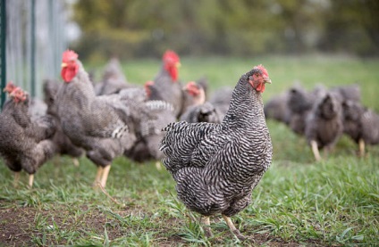 Csirke farm felfedezés, a megtérülési idő, az értékesítési szervezet