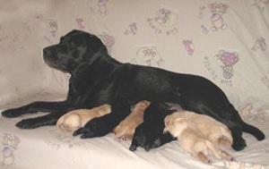 Labrador Retriever