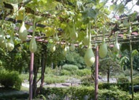 Lagenaria cultivation, lagenaria squash