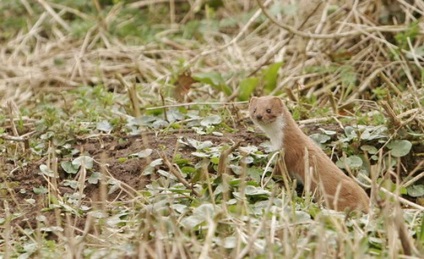 Weasel sau o nevăstuică (mustela nivalis)