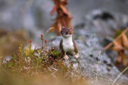 Weasel sau o nevăstuică (mustela nivalis)