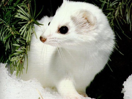 Weasel sau o nevăstuică (mustela nivalis)