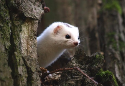 Weasel sau o nevăstuică (mustela nivalis)